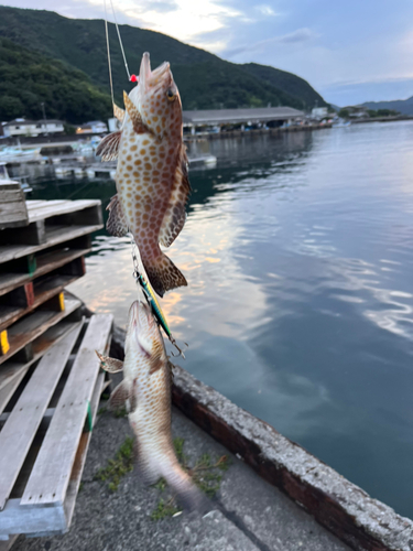 オオモンハタの釣果