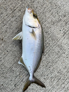 ショゴの釣果