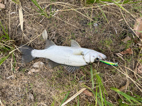 セイゴ（マルスズキ）の釣果