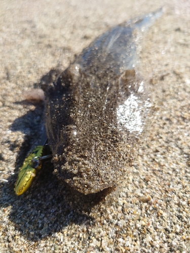 マゴチの釣果