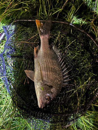 キビレの釣果