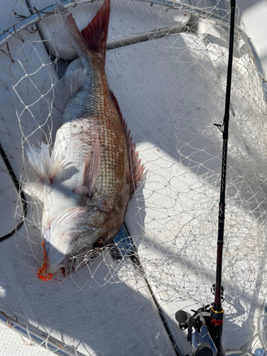 マダイの釣果