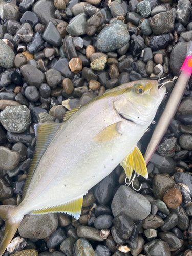 ショゴの釣果