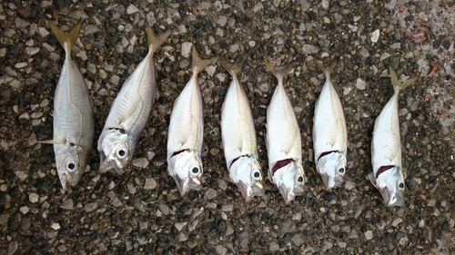 アジの釣果