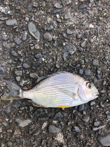 ヘダイの釣果