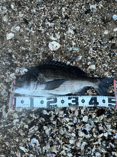 クロダイの釣果