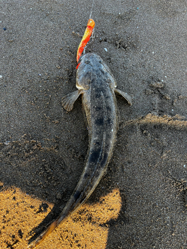 マゴチの釣果