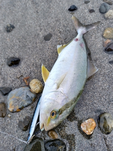 ショゴの釣果