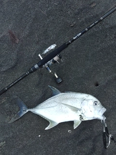 オニヒラアジの釣果