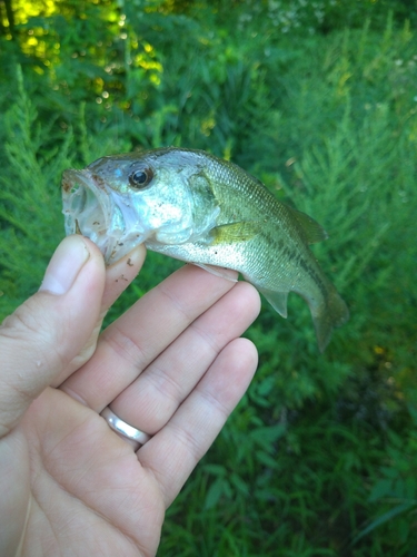 ラージマウスバスの釣果