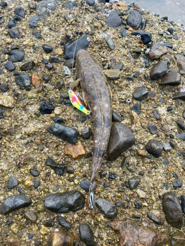 マゴチの釣果