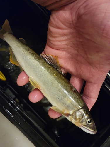 アユの釣果