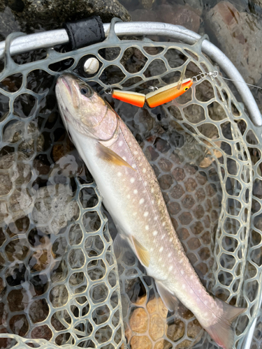 エゾイワナの釣果