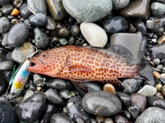 オオモンハタの釣果