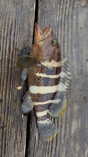 アオハタの釣果