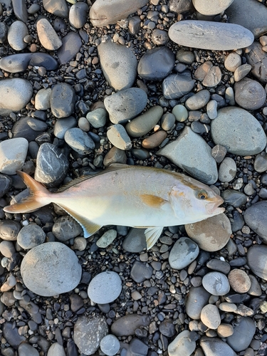 ショゴの釣果