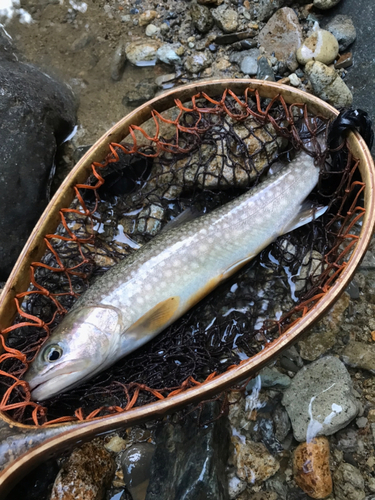 イワナの釣果