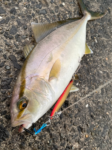 シオの釣果