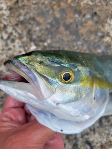 イナダの釣果