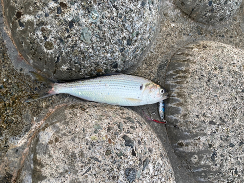 コノシロの釣果