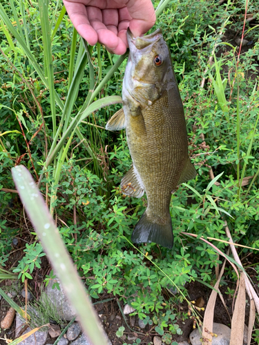 スモールマウスバスの釣果