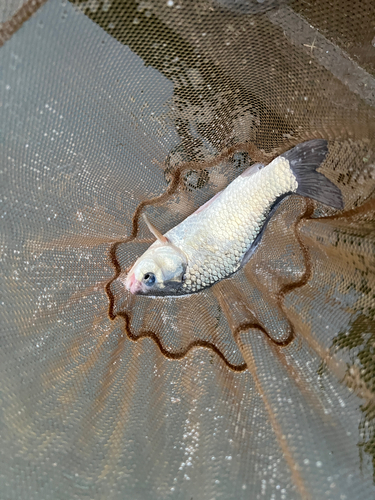 フナの釣果