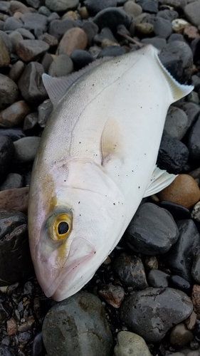 カンパチの釣果