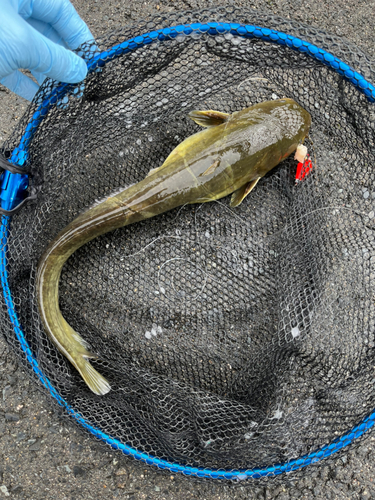 ナマズの釣果