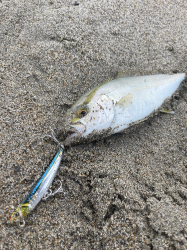 ショゴの釣果