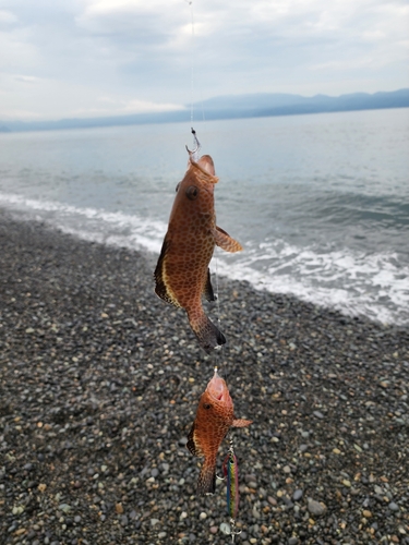 オオモンハタの釣果