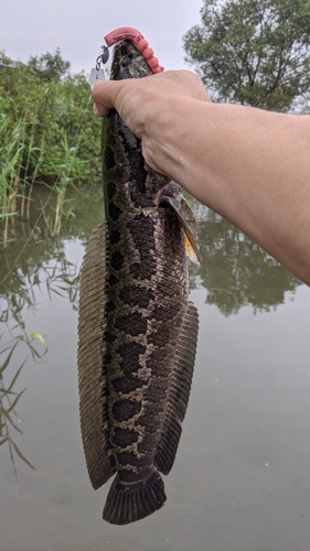 ライギョの釣果