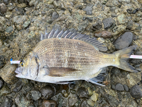 チヌの釣果