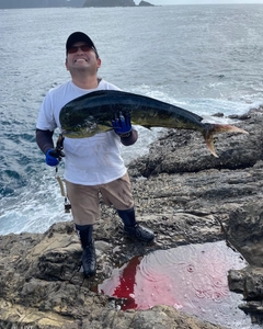 シイラの釣果