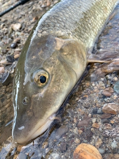 ニゴイの釣果