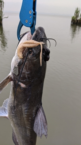 アメリカナマズの釣果