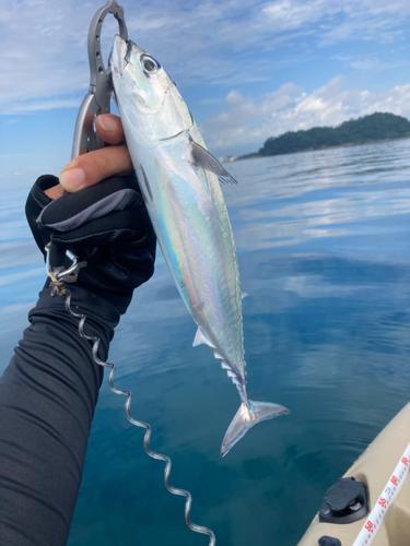 ソウダガツオの釣果