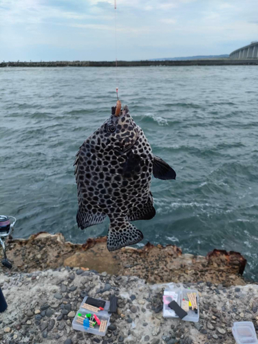 イシガキダイの釣果