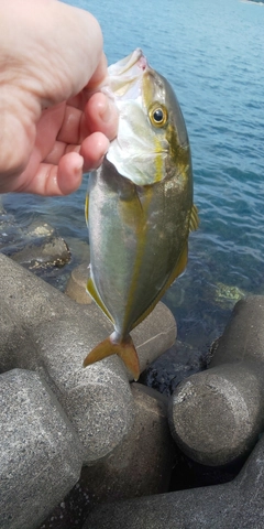 ショゴの釣果