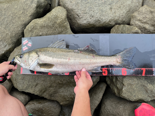 シーバスの釣果