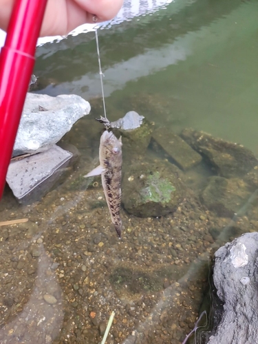 ハゼの釣果