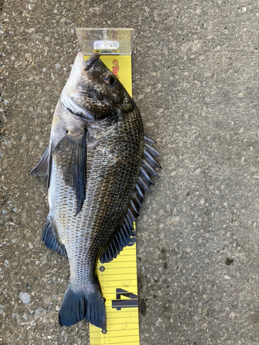 クロダイの釣果