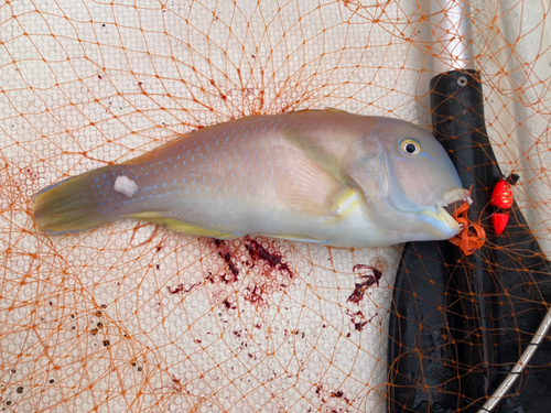 イラの釣果