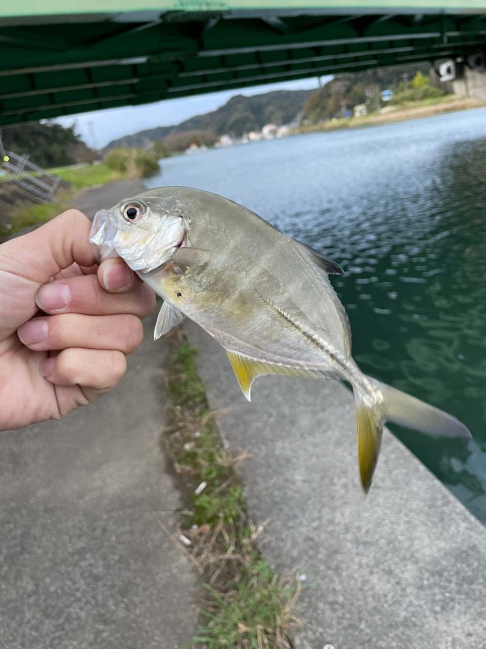 ギンガメアジ