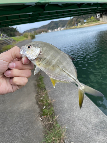 ギンガメアジの釣果