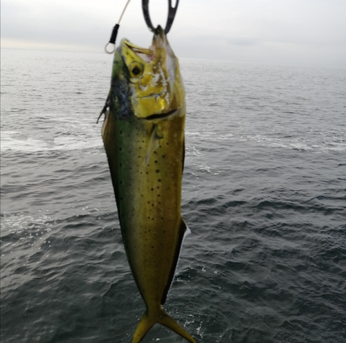 シイラの釣果