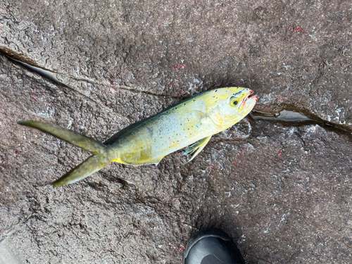 シイラの釣果