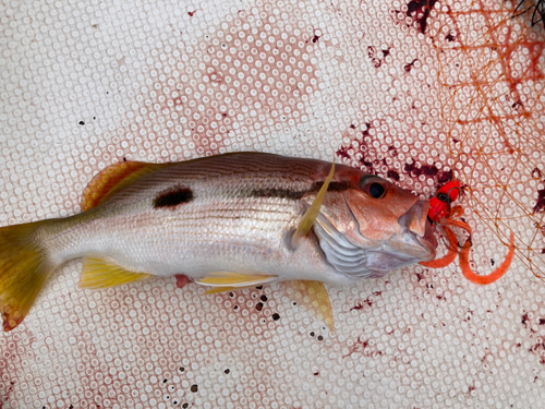 ヨコスジフエダイの釣果