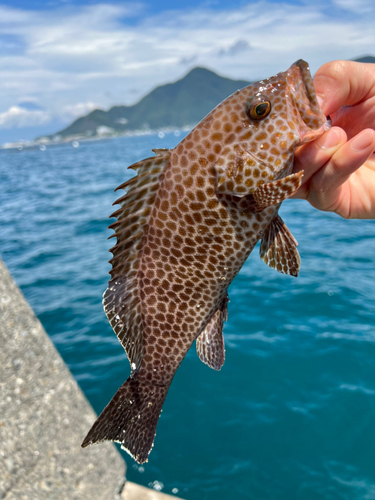 オオモンハタの釣果