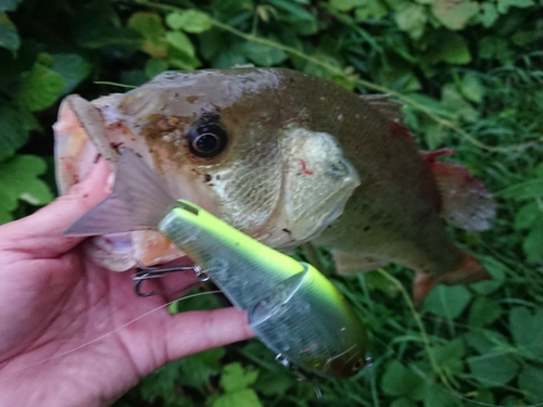 ブラックバスの釣果