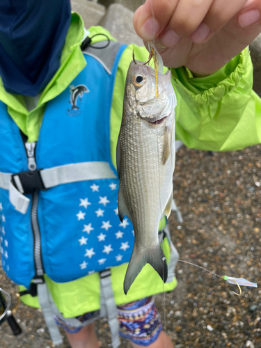 ツバメコノシロの釣果